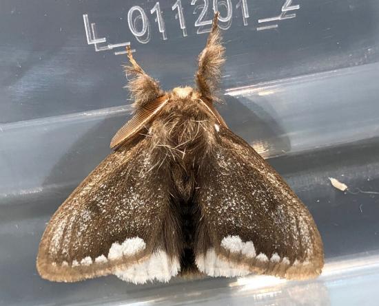 Euproctis limbalis