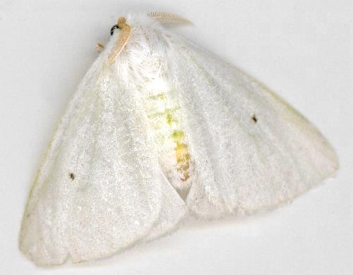 Arctornis lucens