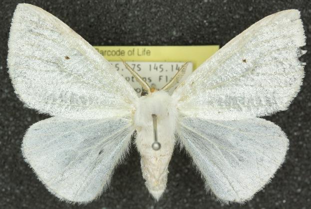 Arctornis lucens