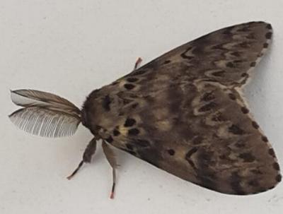Lymantria lunata