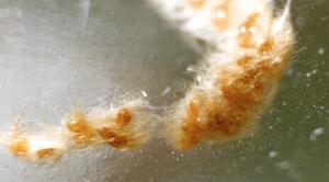 Euproctis melanosoma