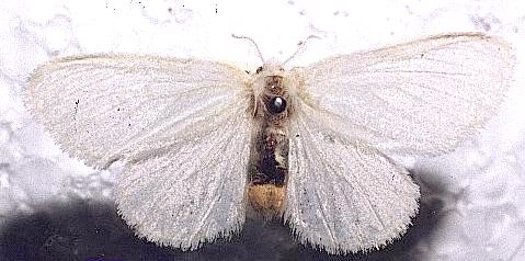 Euproctis melanosoma