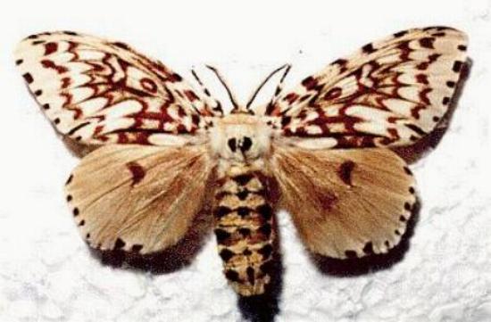 Lymantria nephrographa