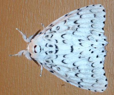 Lymantria nephrographa