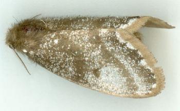 Euproctis niphobola