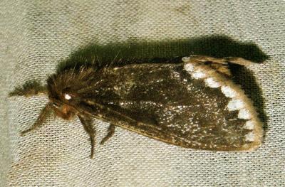 Euproctis niphobola