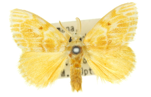 Euproctis ochroneura