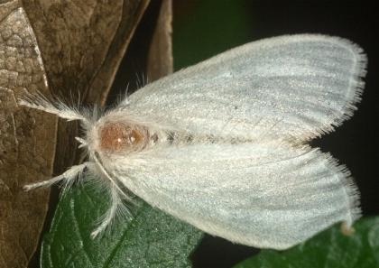 Euproctis panabra