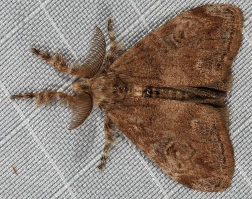 Orgyia papuana