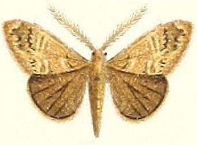 Orgyia papuana
