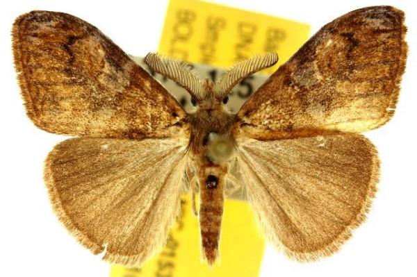 Orgyia papuana