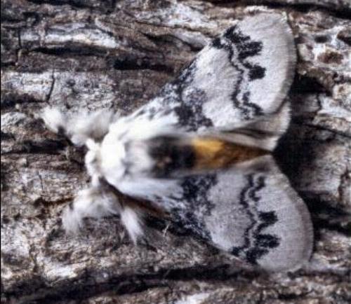 Iropoca rotundata