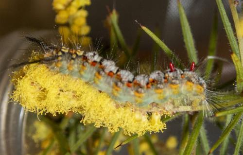 Acyphas semiochrea