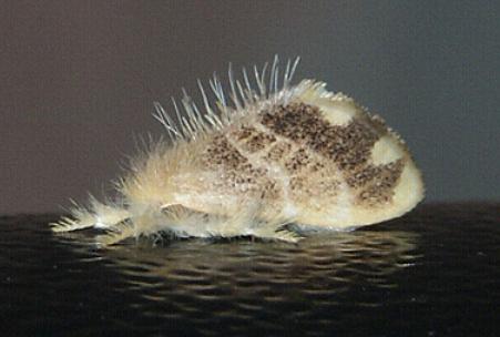 Euproctis trispila