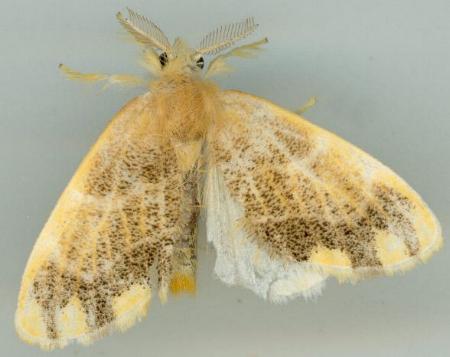 Euproctis trispila