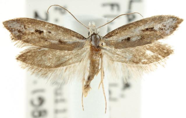 Dascia sagittifera