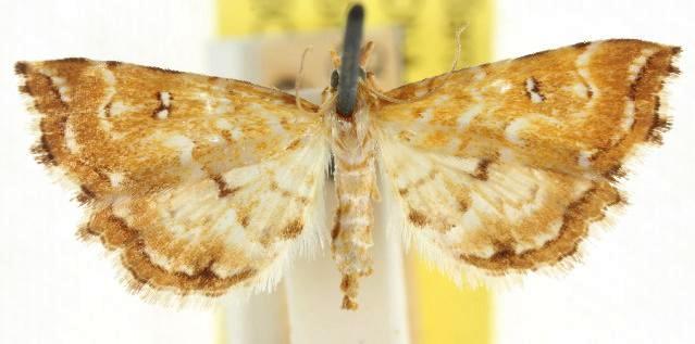 Musotima leucomma