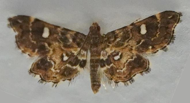 Baeoptila oculalis