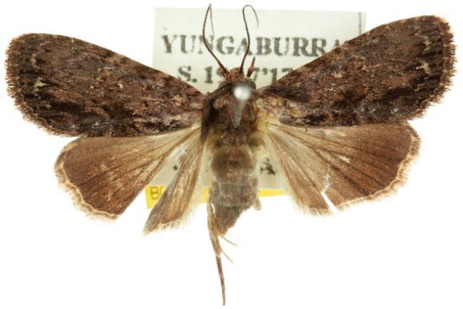 Stenopterygia kebea