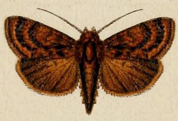 Stenopterygia kebea