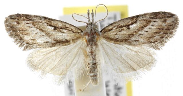 Nola aulacota