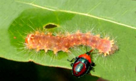 Barasa cymatistis