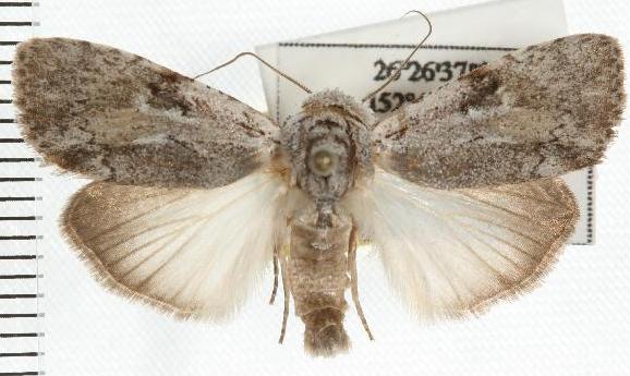 Barasa cymatistis