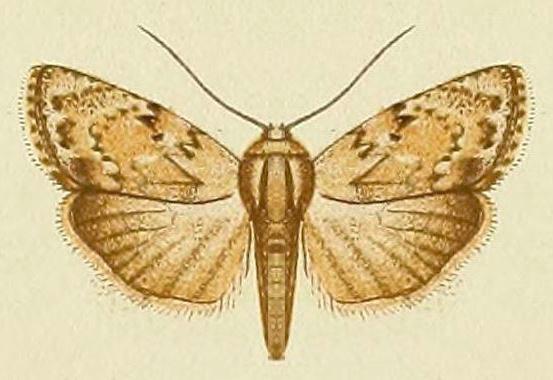 Barasa cymatistis