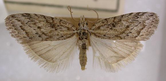 Nola eurrhyncha