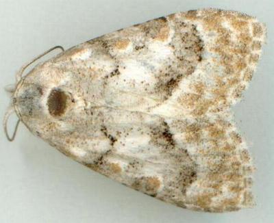 Nola fasciata