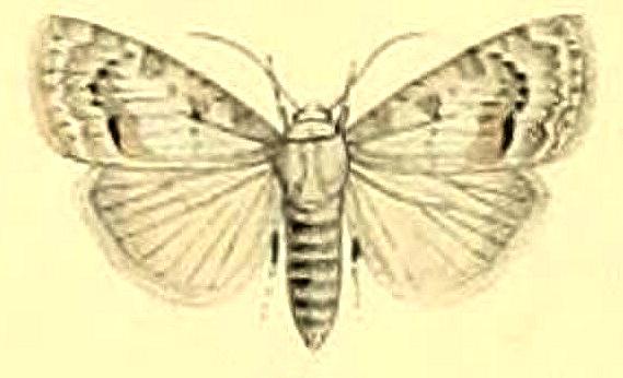 Nola fasciata
