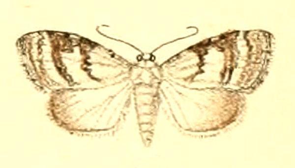 Nola fasciata