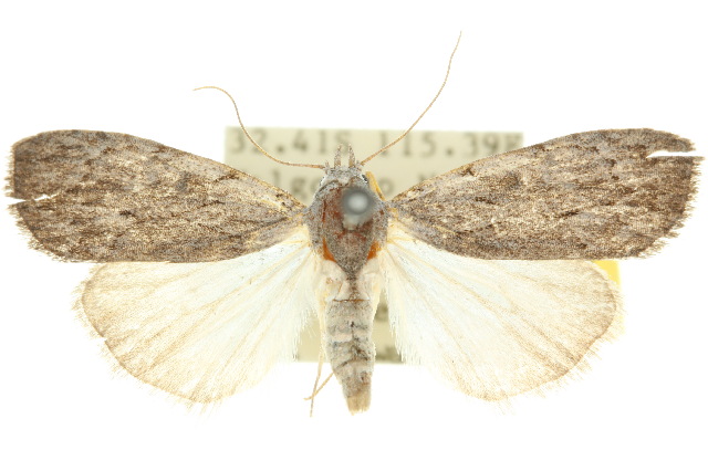 Nola goniophora