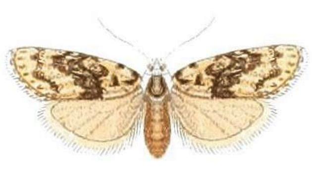 Nola leucoma