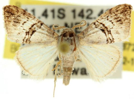 Acatapaustus mesoleuca