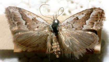 Nola paromoea