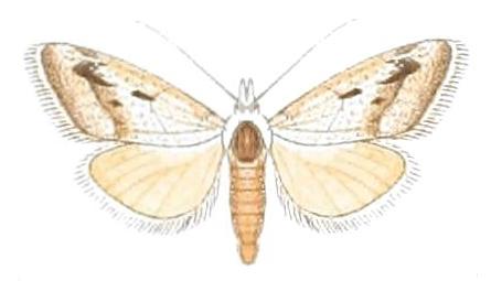 Nola paromoea