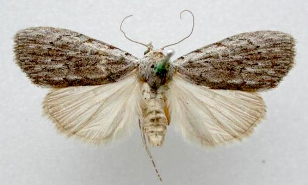 Nola porrigens