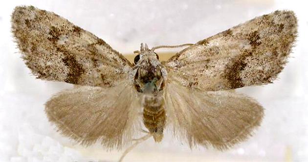 Nola pothina