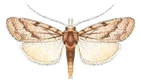 Nola scabralis