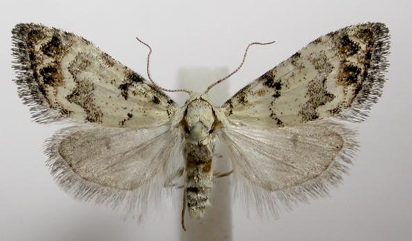 Nola semograpta