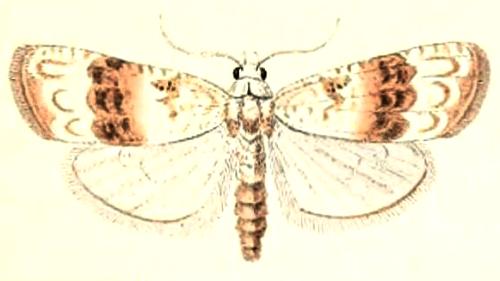 Nola taeniata