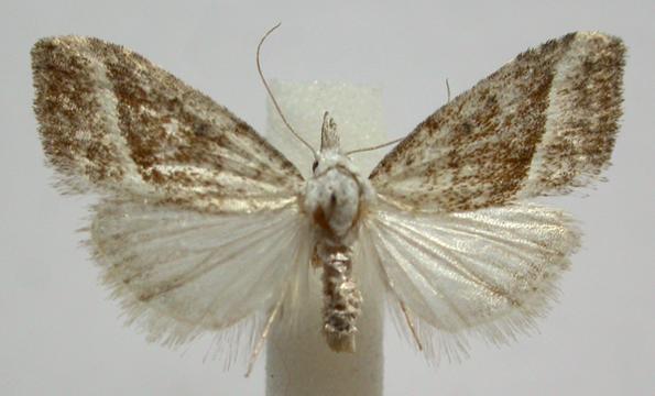 Nola tholera
