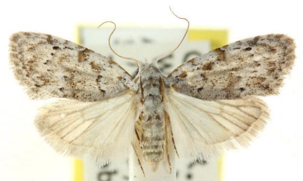 Nola tornotis