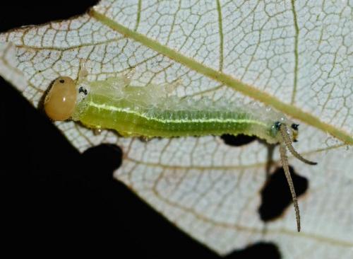 Philomastix xanthophilax