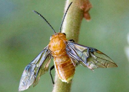 Philomastix xanthophilax