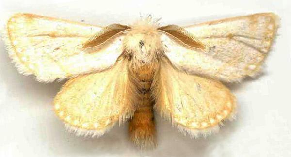 Epicoma argentosa
