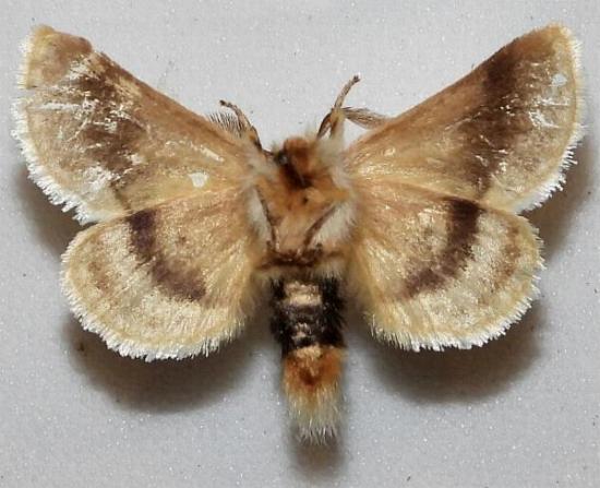 Epicoma barytima