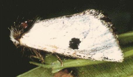 Epicoma melanospila