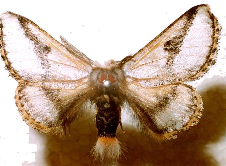Epicoma melanospila